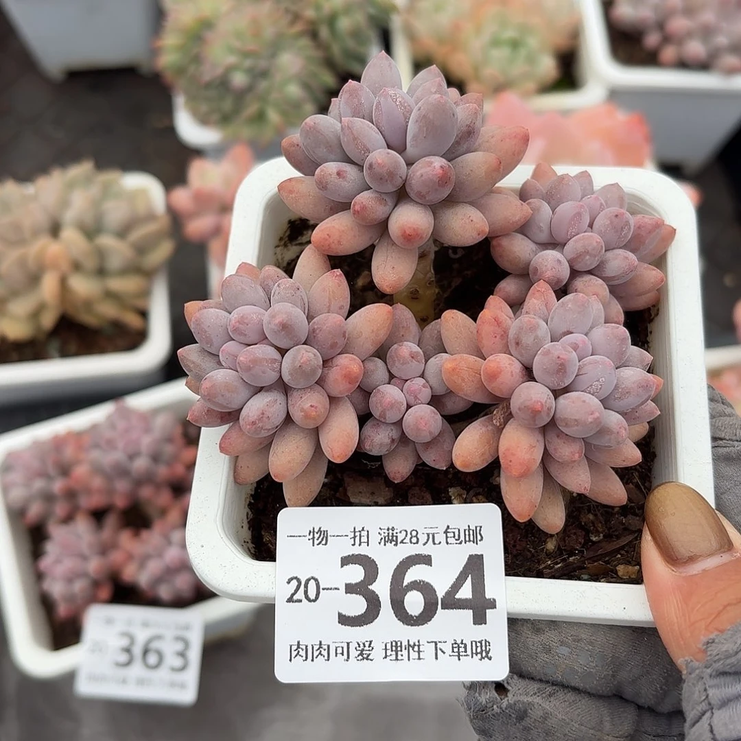 婴儿手指无盆土发货