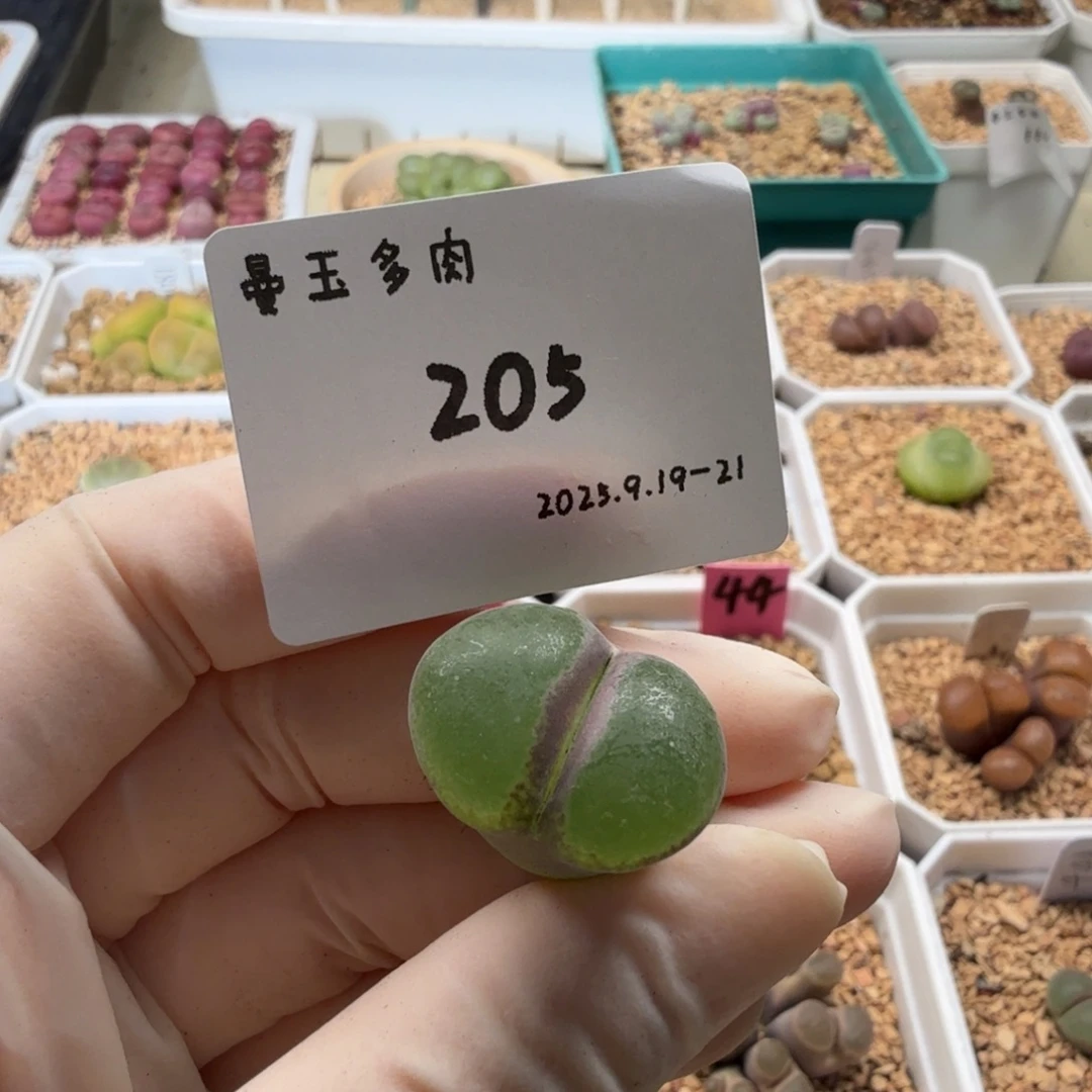 檬***檬多肉多肉多肉9.20-205粉女