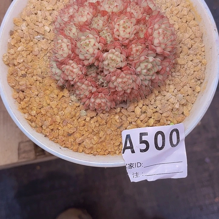 l***)你要吃好睡的多一点500