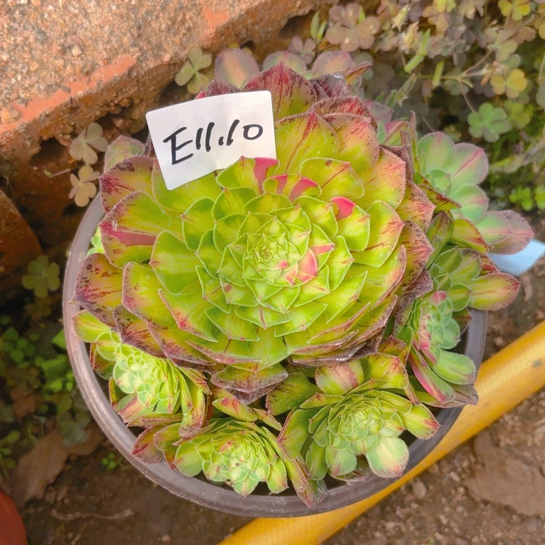 知否多肉多肉植物11.10号