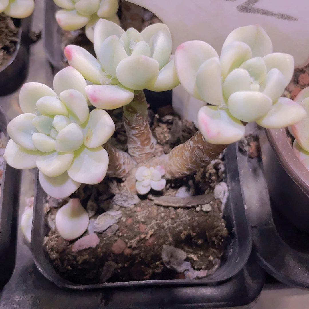 劳尔锦e022一物一拍