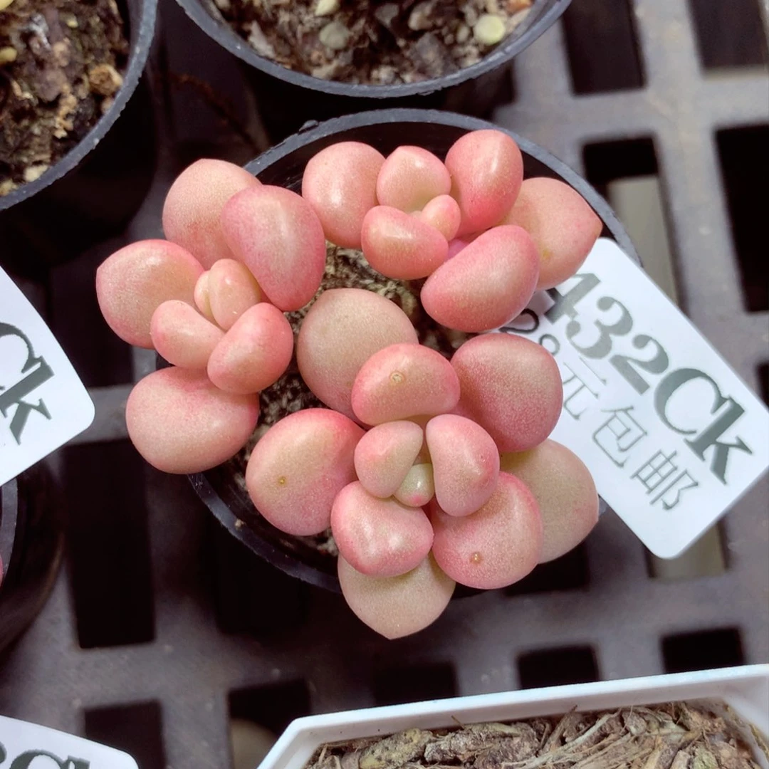 5厘米盆精控多肉432