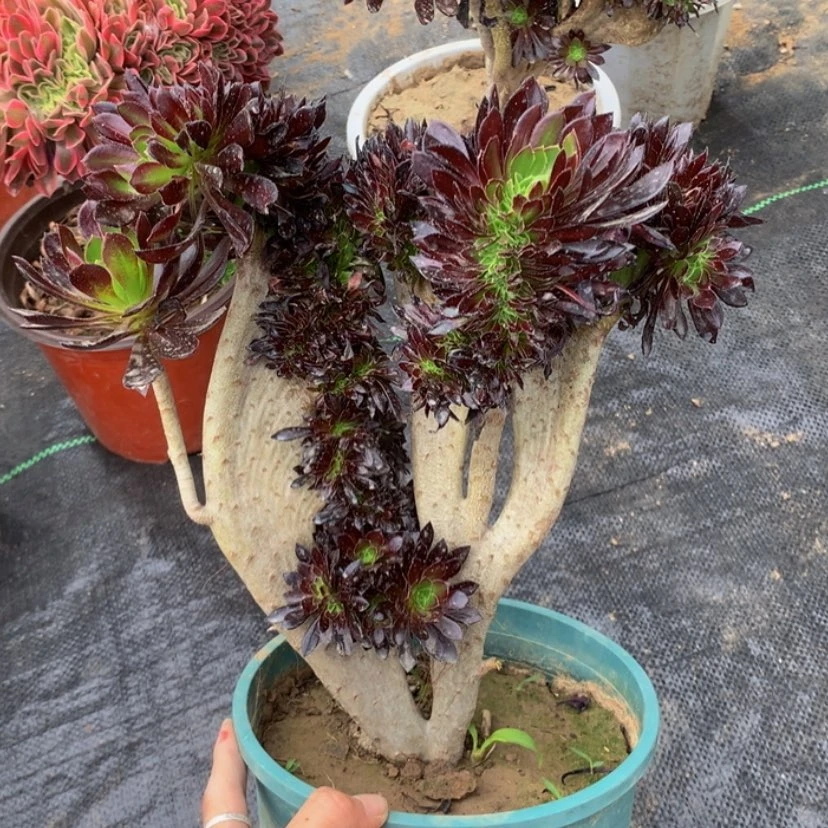 【闪购商品】特价141