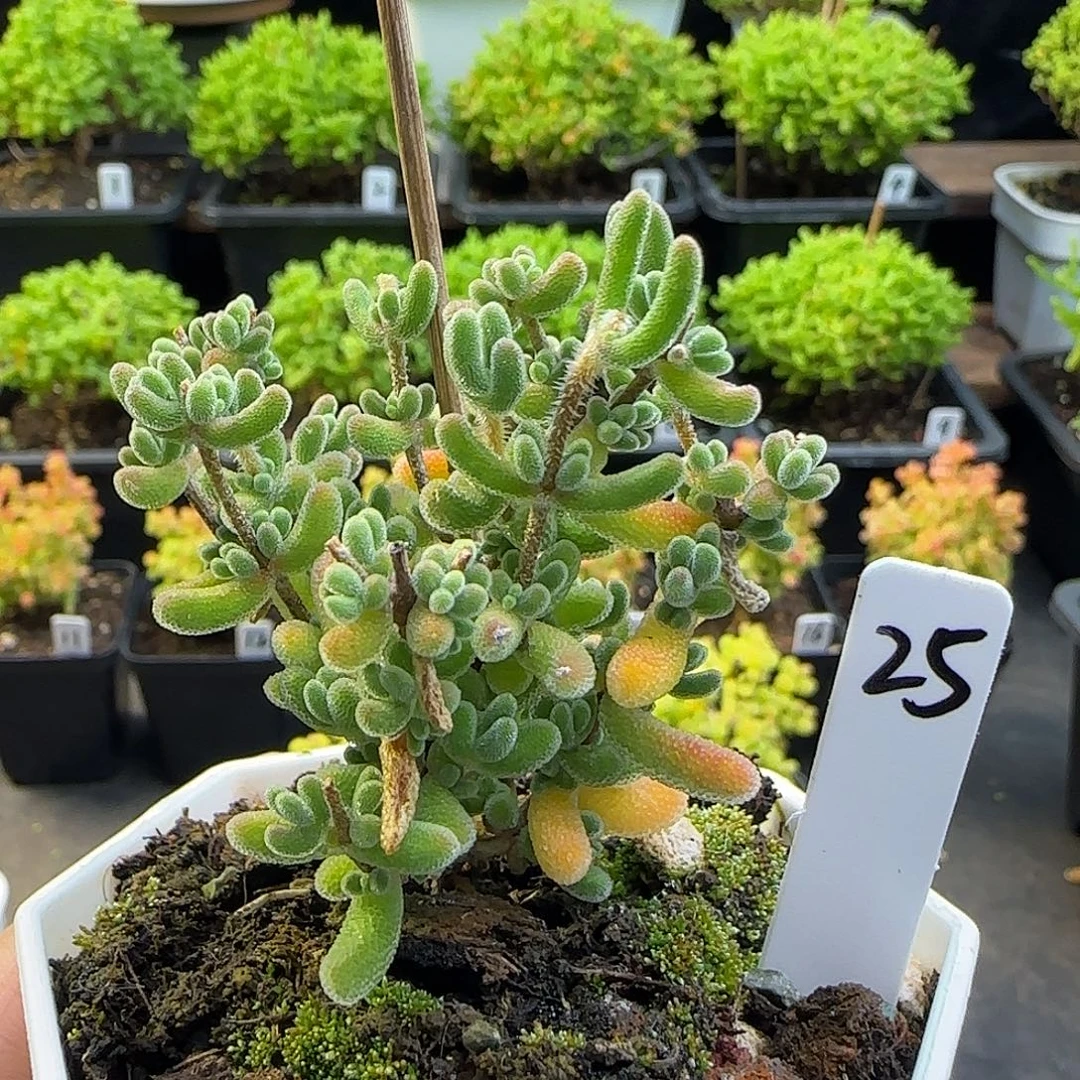实生琉璃枝干番杏