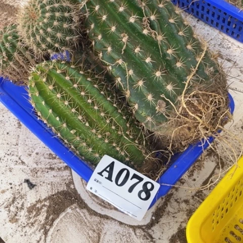 瑕疵毛花柱a 078