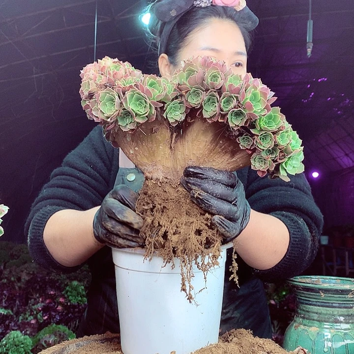 柒柒精品多肉脱土发货不包断侧枝318