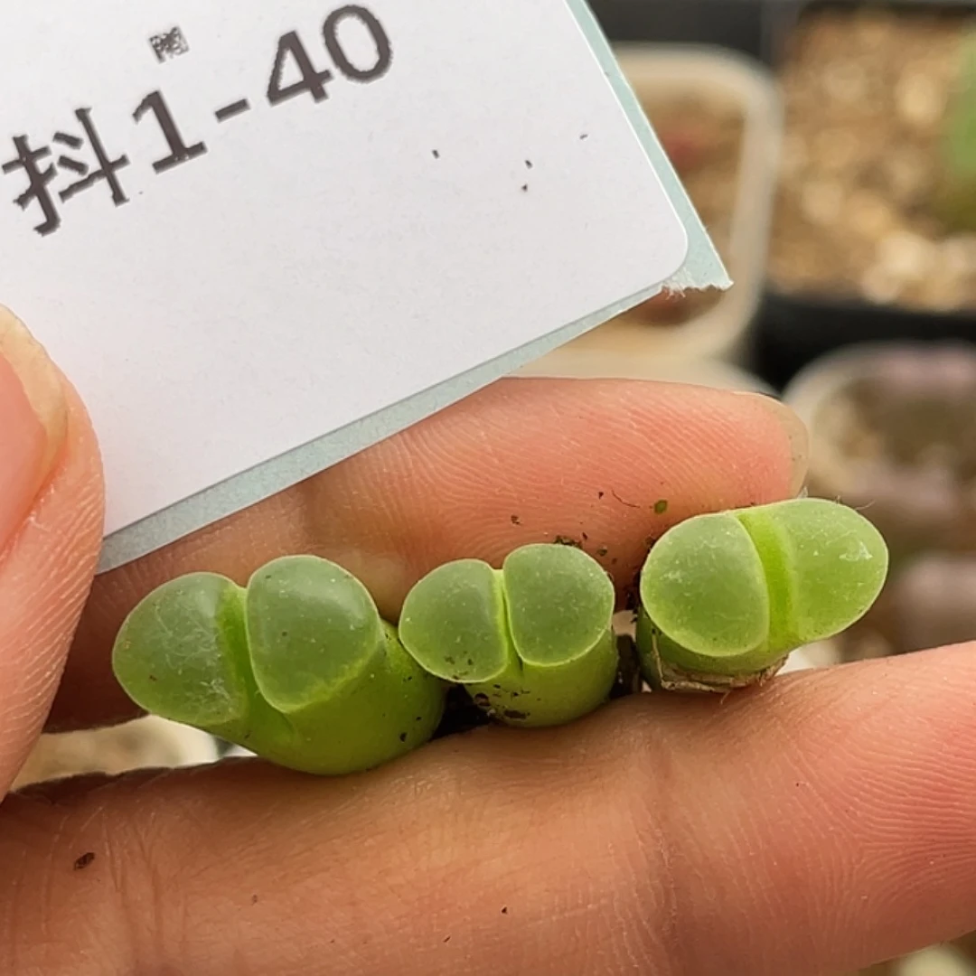 1-40极窗风铃多肉植物