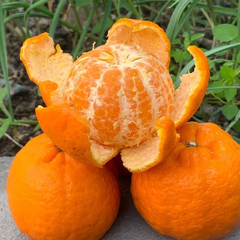 麻阳椪柑桔子芦柑当季新鲜水果甜蜜橘子10斤包邮非砂糖橘不知火