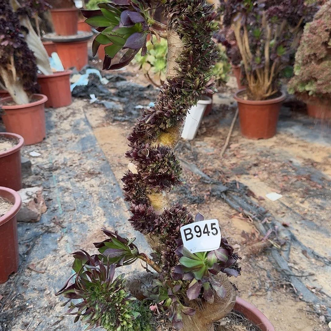 945黑法师微瑕一颗牙呀