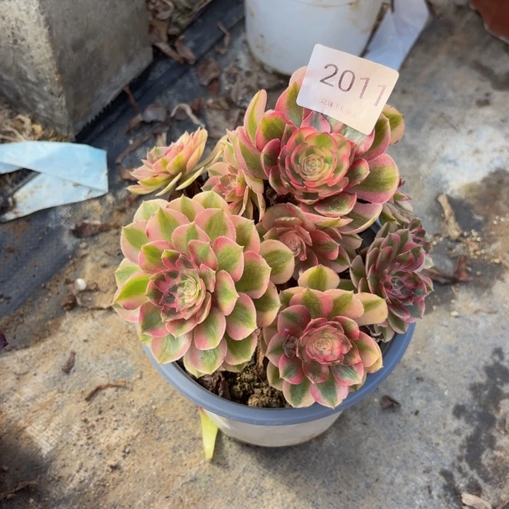 火龙果多肉处理不包断头2011