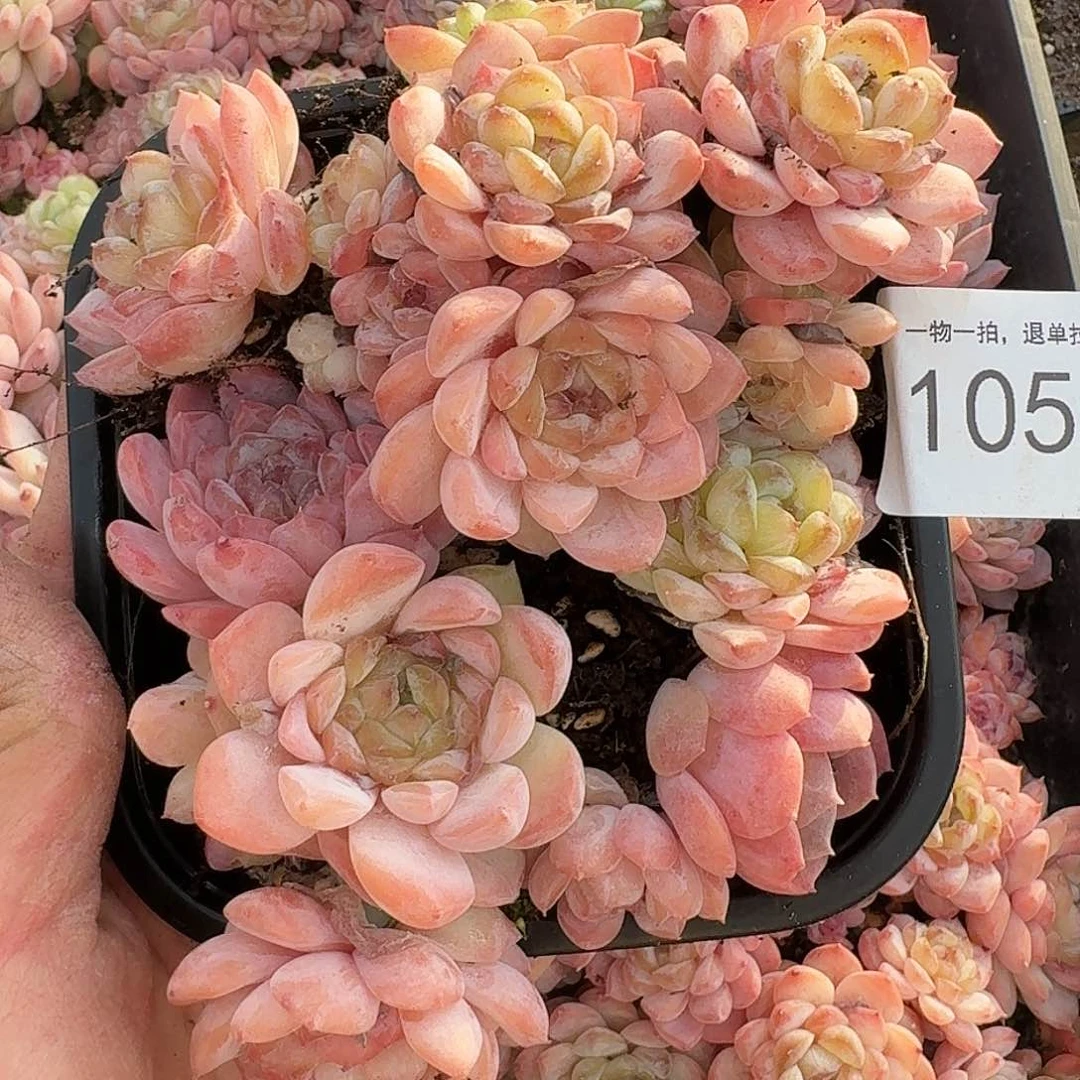 杂交新品珍妮多肉1056