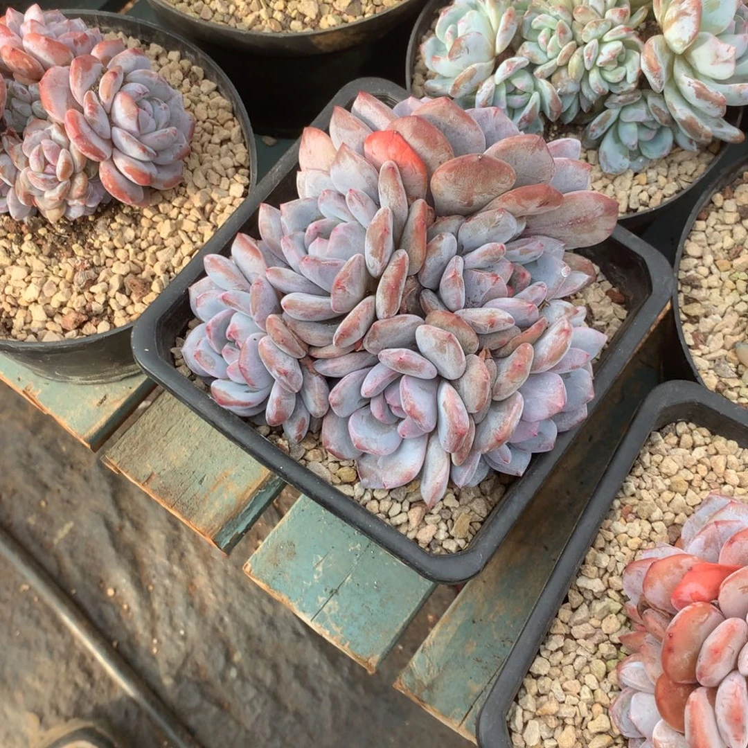 无花朵哈哈哈哈哈哈哈哈哈26