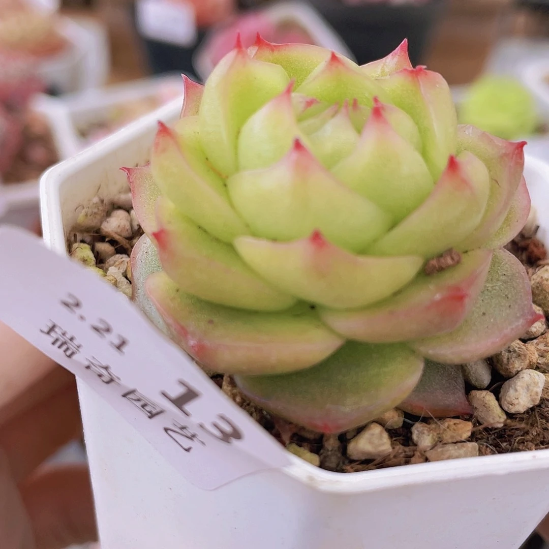 0000000000000000013量拍