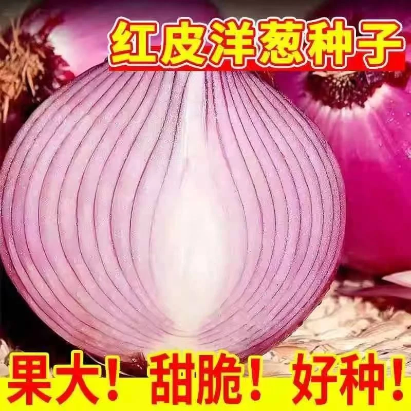 红皮洋葱易活大果种子