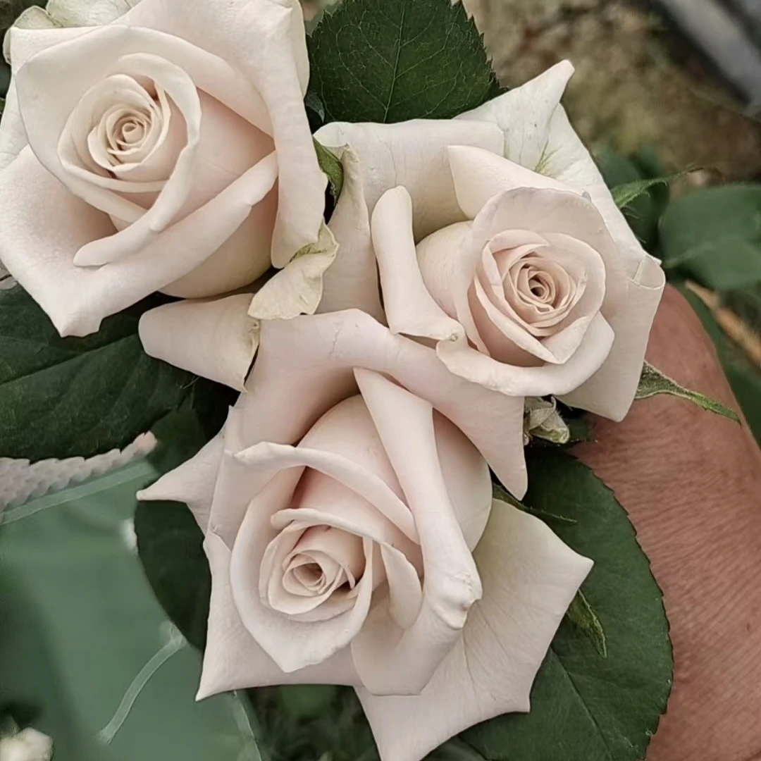 【基地直发】曼塔玫瑰水养花鲜切花束云南基地直发曼塔玫瑰花