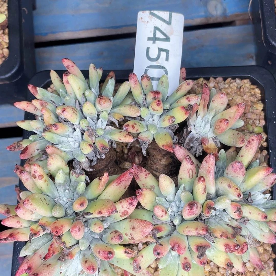 法瑞黄绿体老桩7450