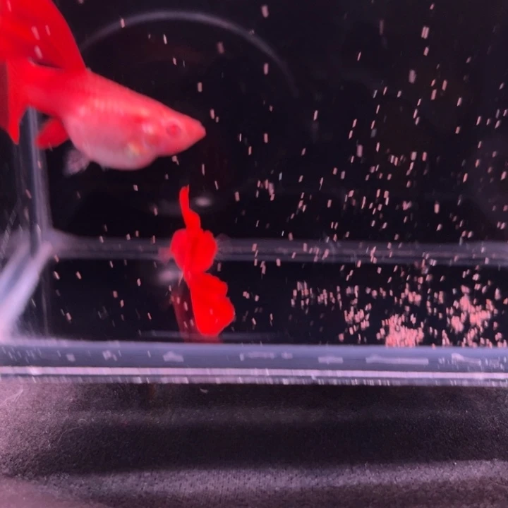 孔雀鱼超血血红1对