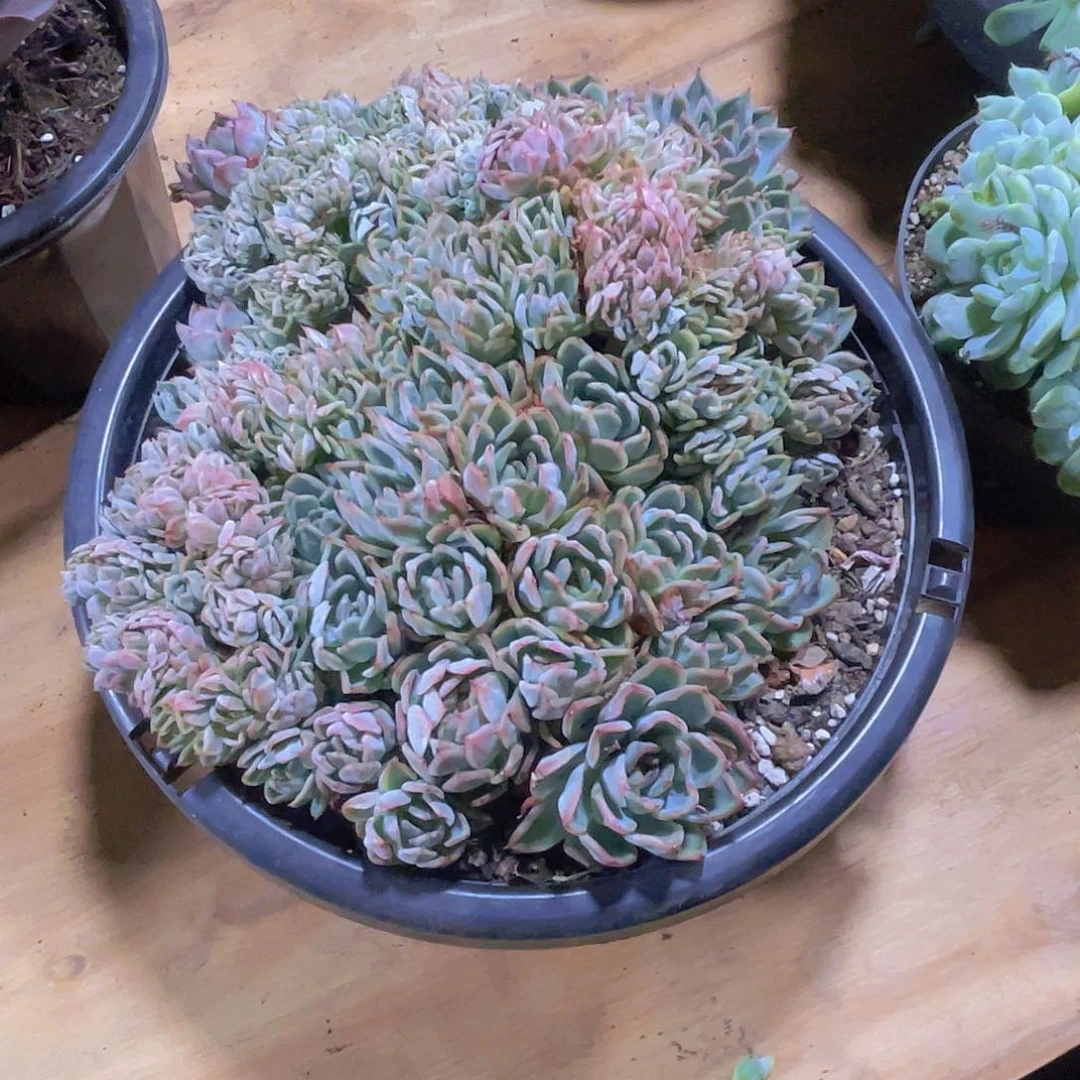 小***麻000000000000000240