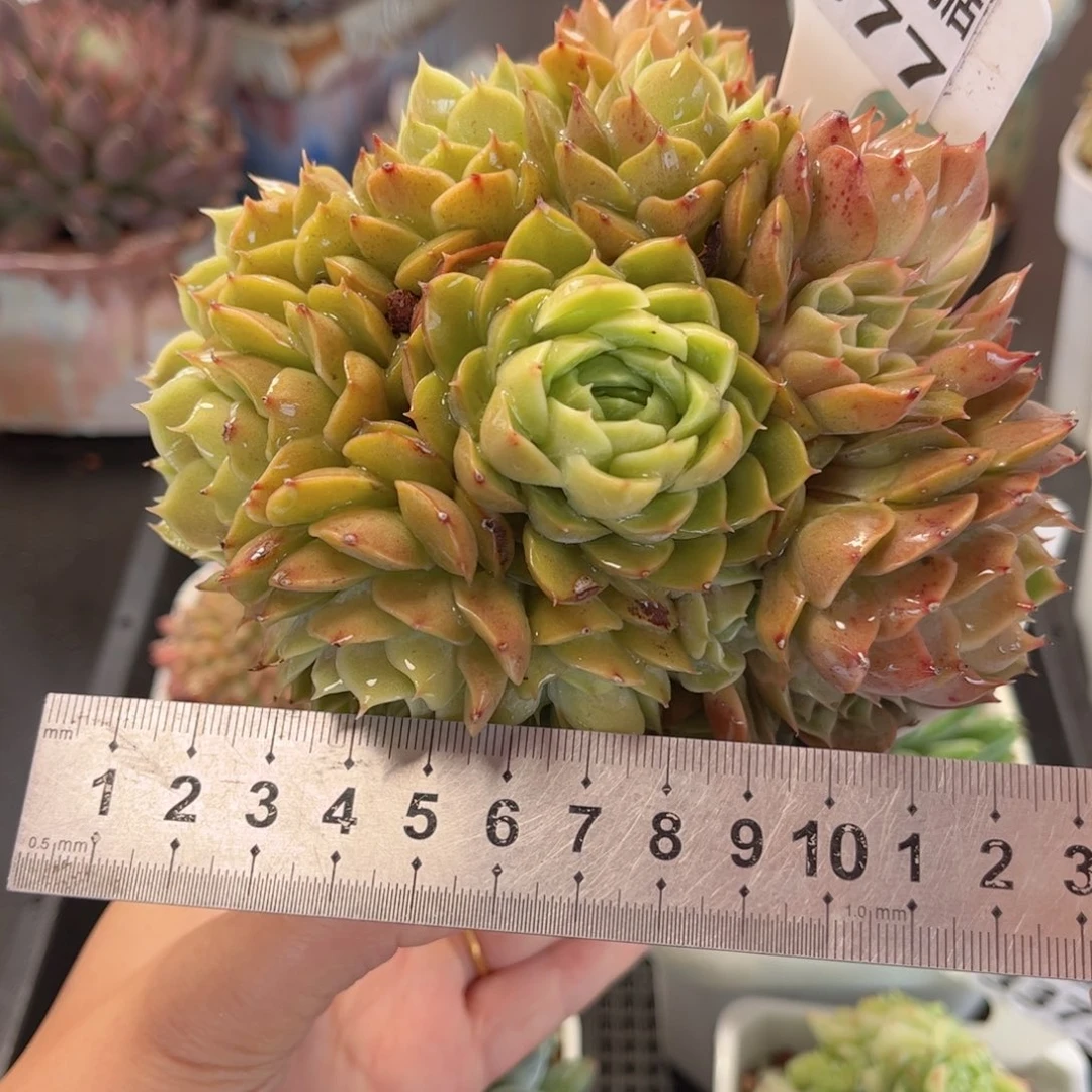 多肉植物3377 一定要拍个冷链哦