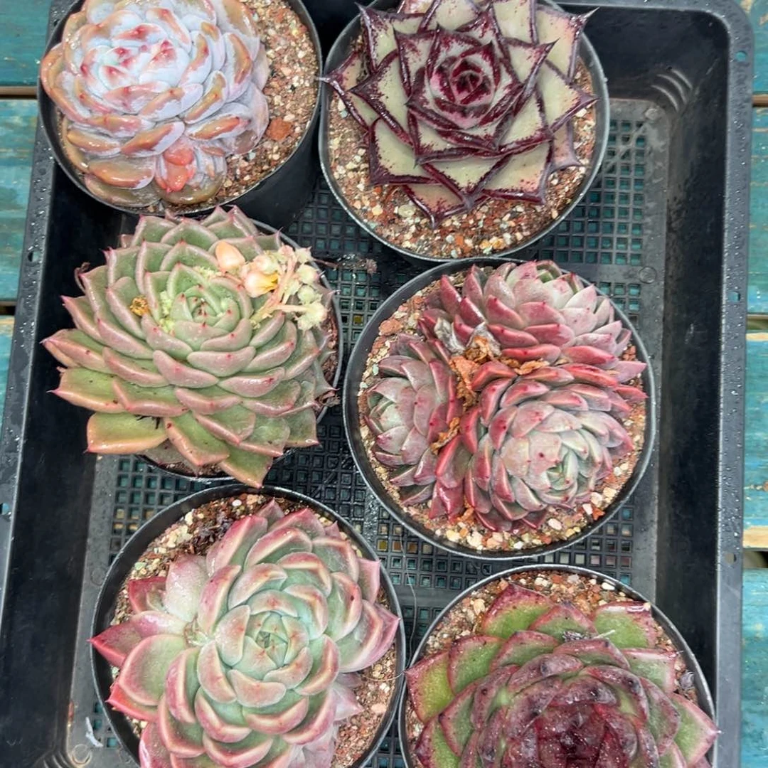 多肉一物一拍0119-364