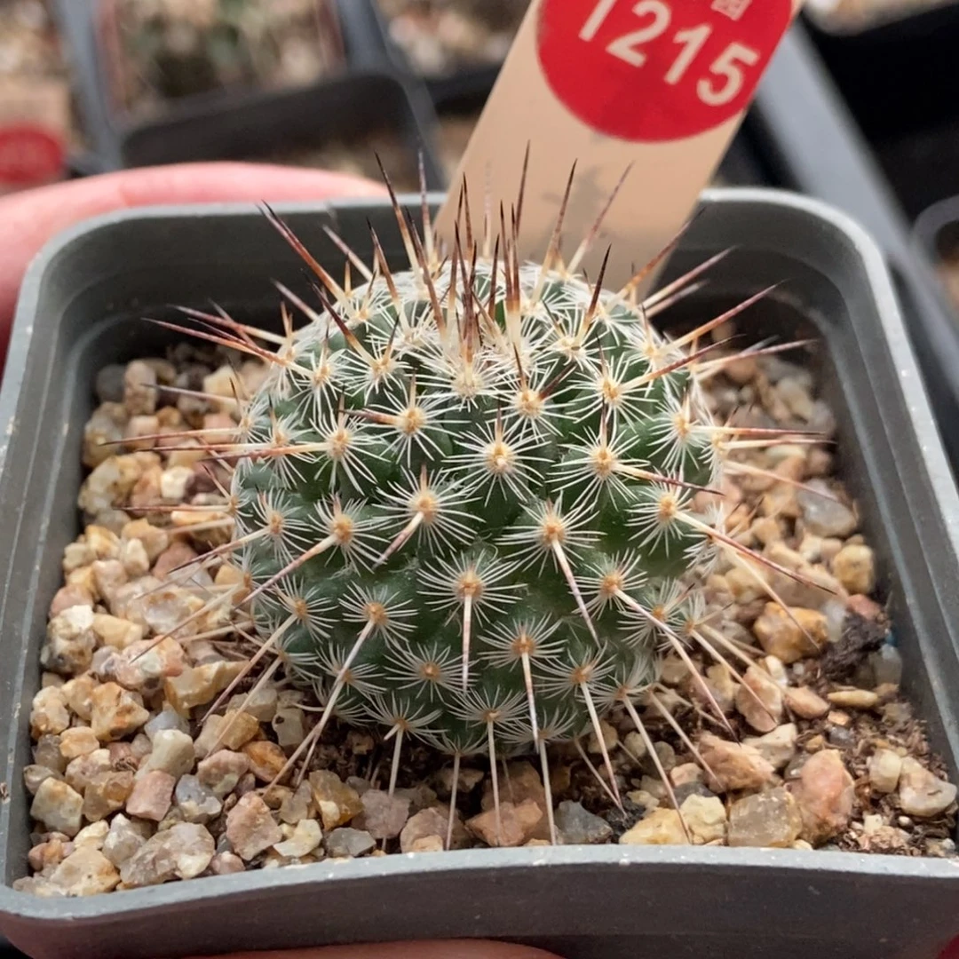 实生特选长刺白王丸3.4cm