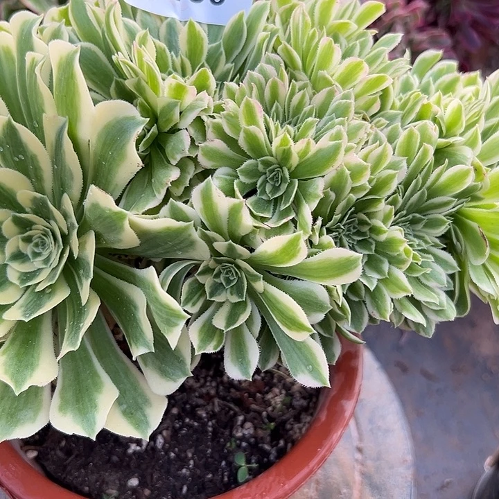 190号迈巴赫坠化多肉