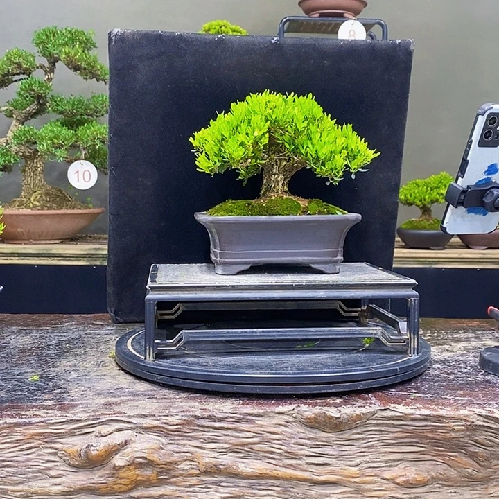 无花朵黄杨盆景四季常青