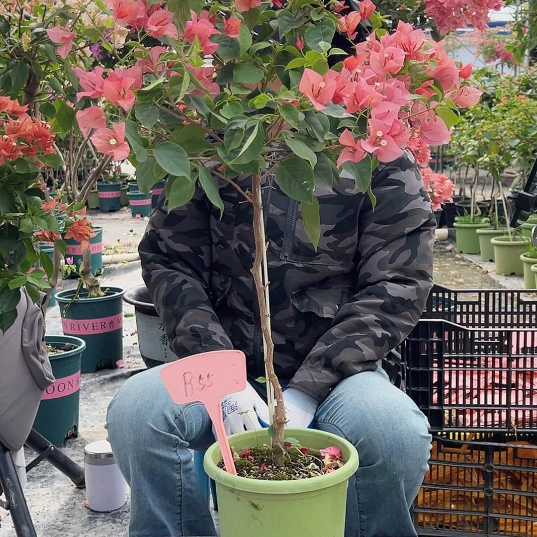 d***0大部分花苞少量开放B55不甜