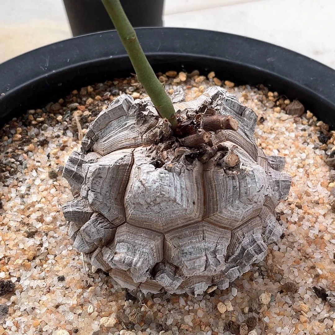 潮流植物精品剑甲南非龟，11公分