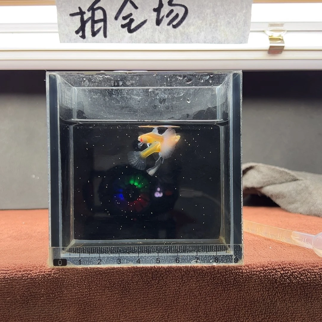 孔雀鱼蓝白大c一对
