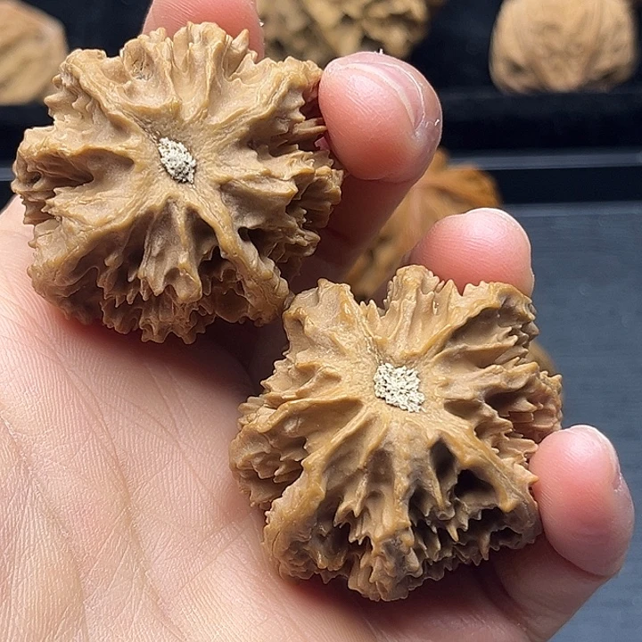 木质类秦岭突突突突突