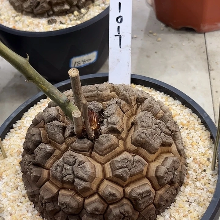 潮流植物龟甲龙1017