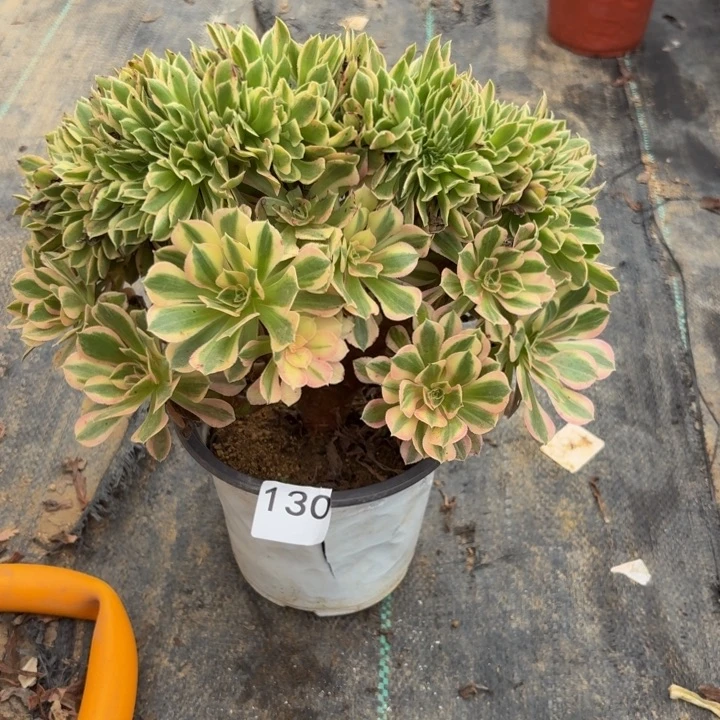 花***圆女神缀多肉植物不包损130