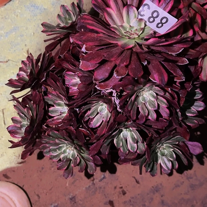 883超墨多肉植物处理不售后