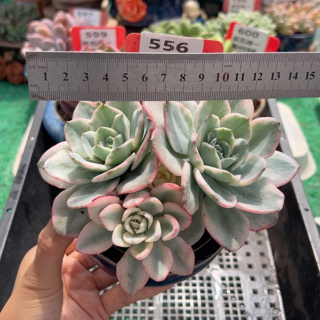 表妹精品多肉植物556.