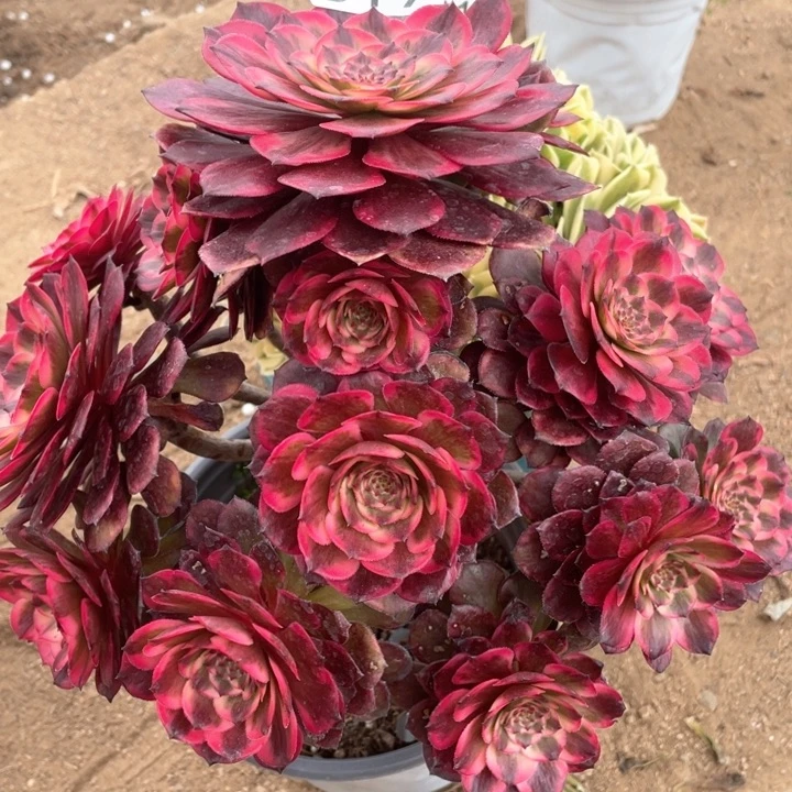 @*819多肉植物烟花