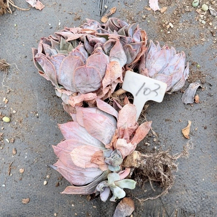 晨语多肉一物一拍103