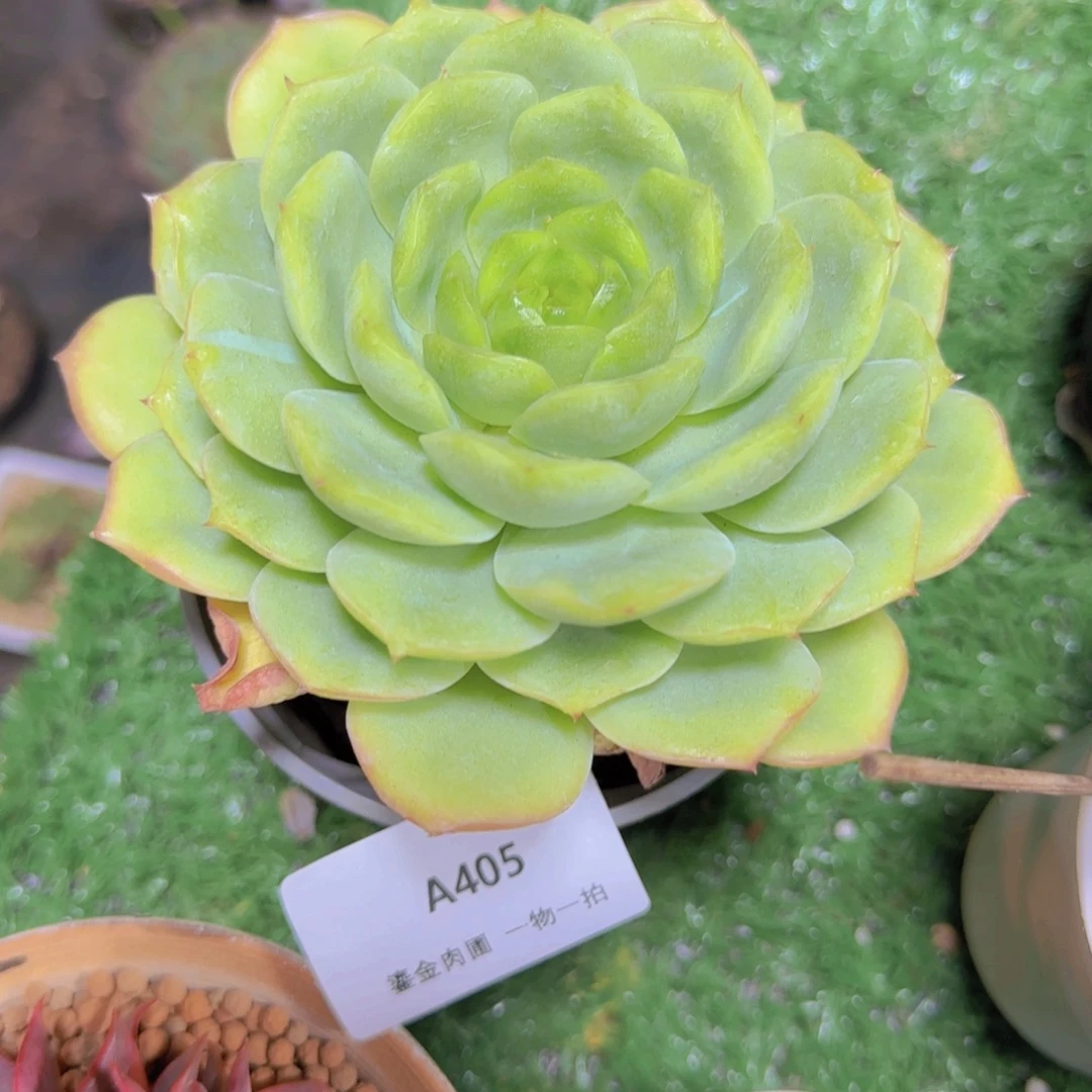 薄***糖A405宝宝绿