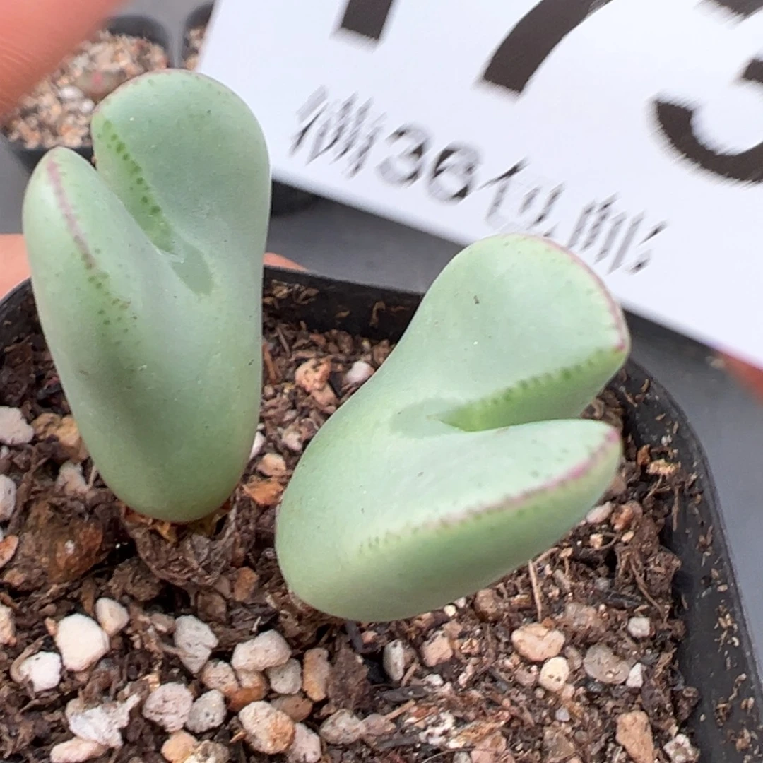 9.29好看的多肉脱土发货173