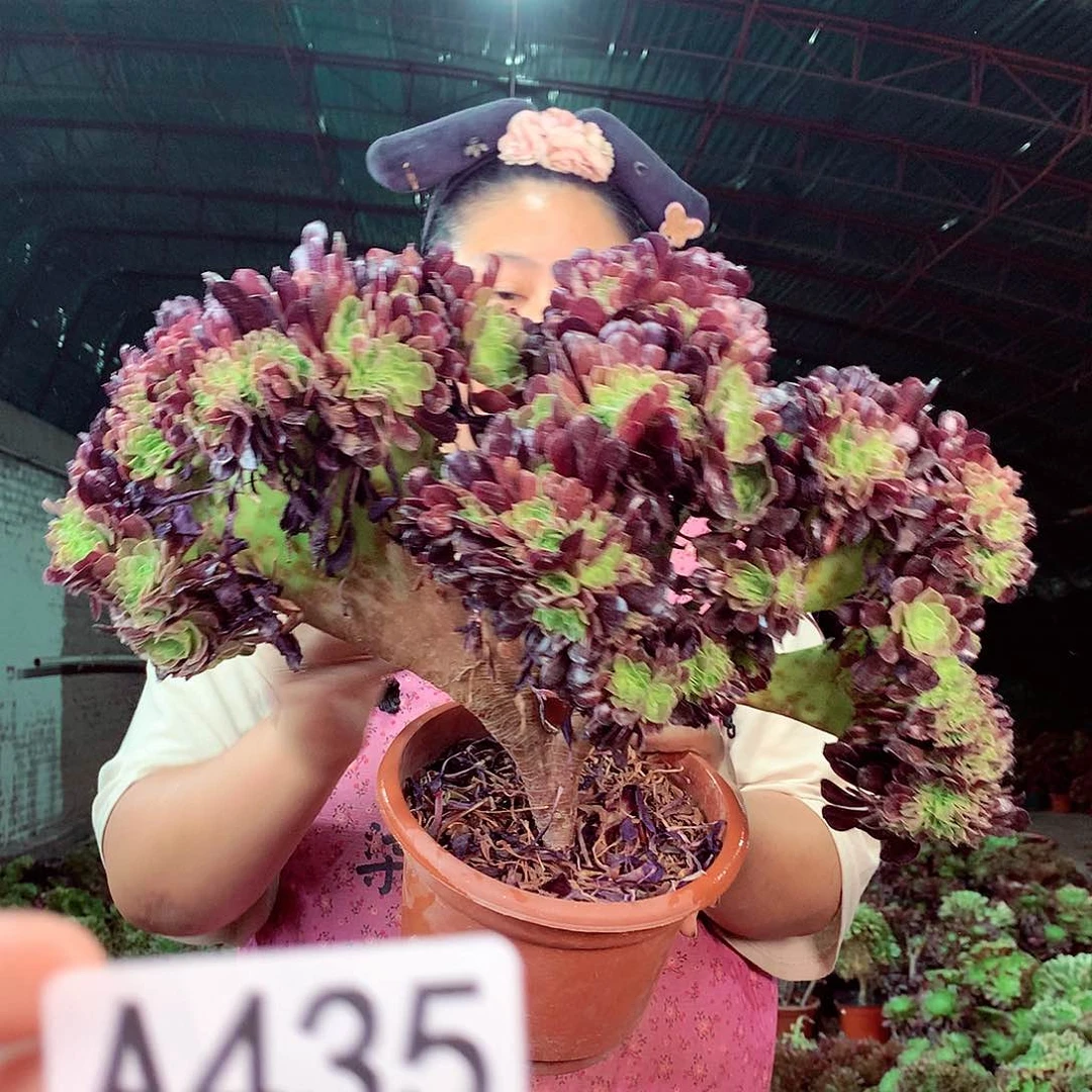 无花朵柒哥多肉法师不包侧断枝435