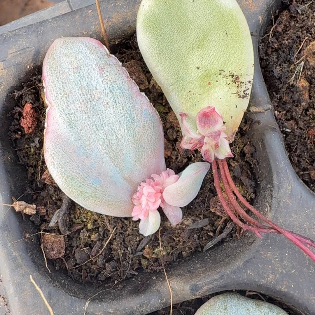 一字彩锦可爱玫瑰锦