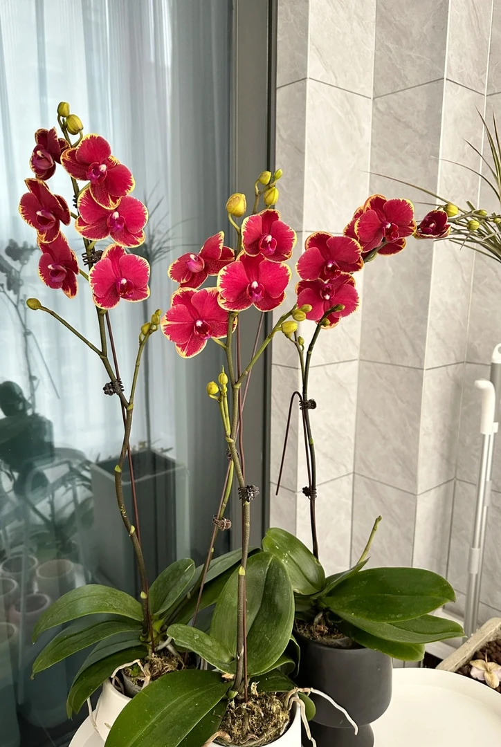 《吉祥》蝴蝶兰蜡质花多花剑爆根型正红色系