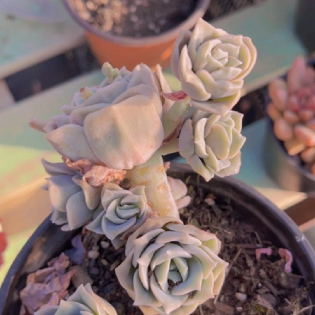 【闪购商品】可爱玫瑰20245