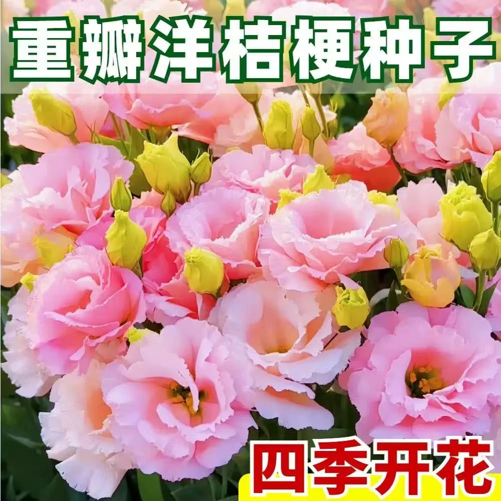 四季可种混色重瓣洋桔梗花种子室内外阳台易活盆栽花卉种子