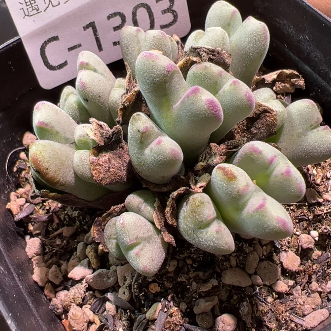 多肉植物1111111111111