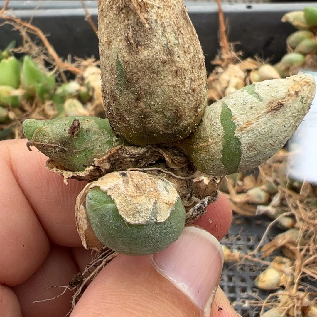 25-102肉锥多肉植物