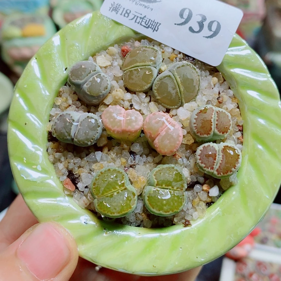 生石花花花哈哈哈哈哈哈939