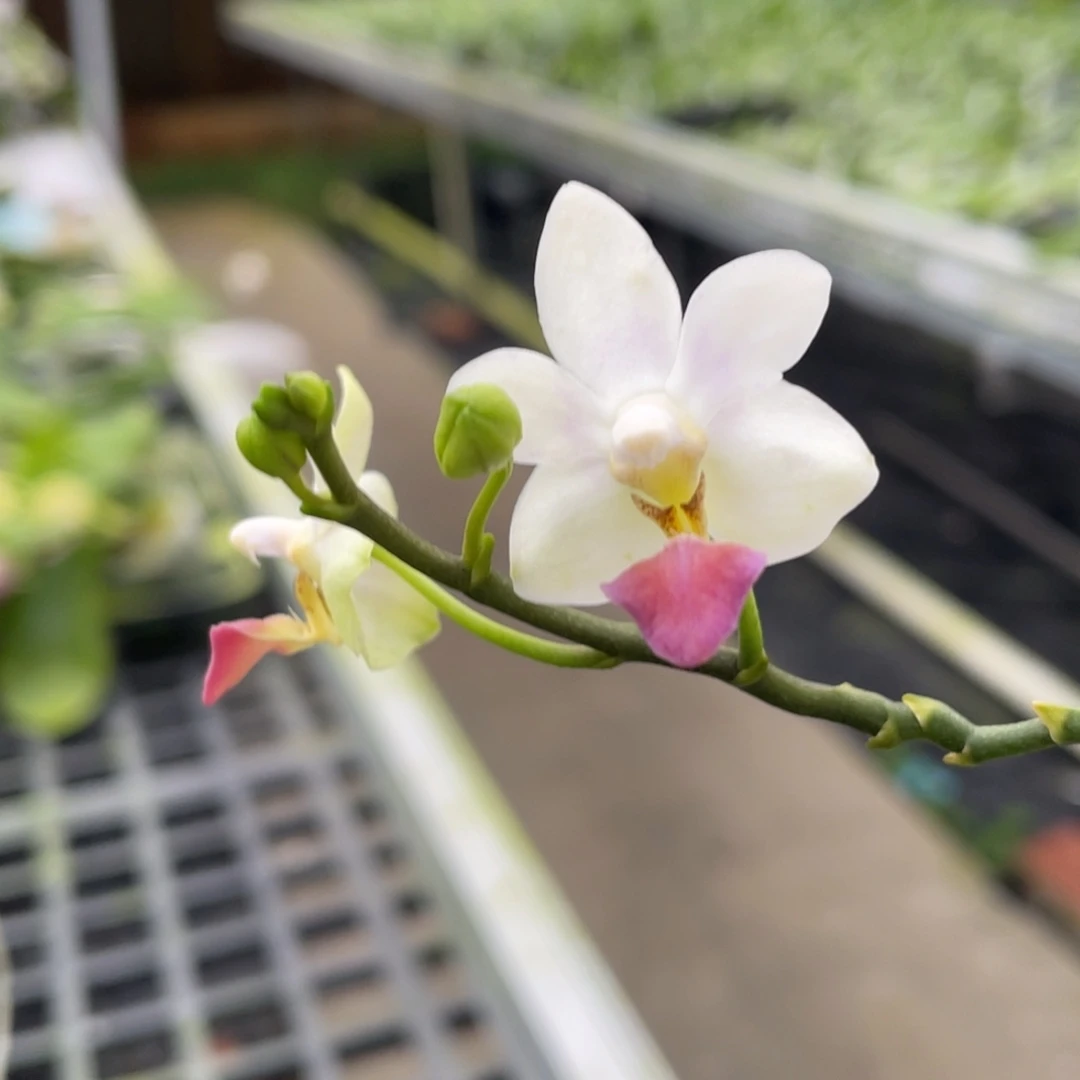 当前无花栽培后可以开花
