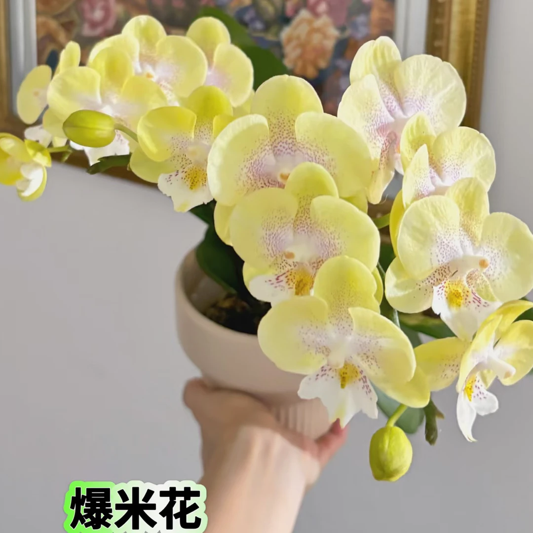 CH2242蝴蝶兰3.0寸杯出剑苗