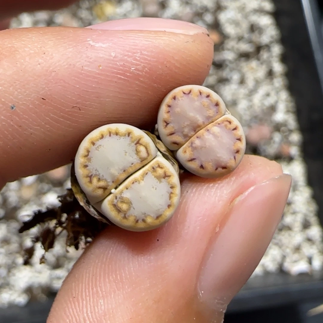 B***人7.9。。216饼干x2。。。2014